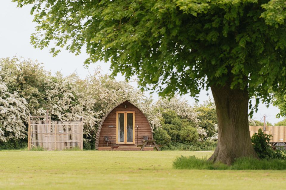 Cabin under a big tree