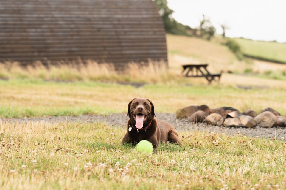Dog by the fire pit
