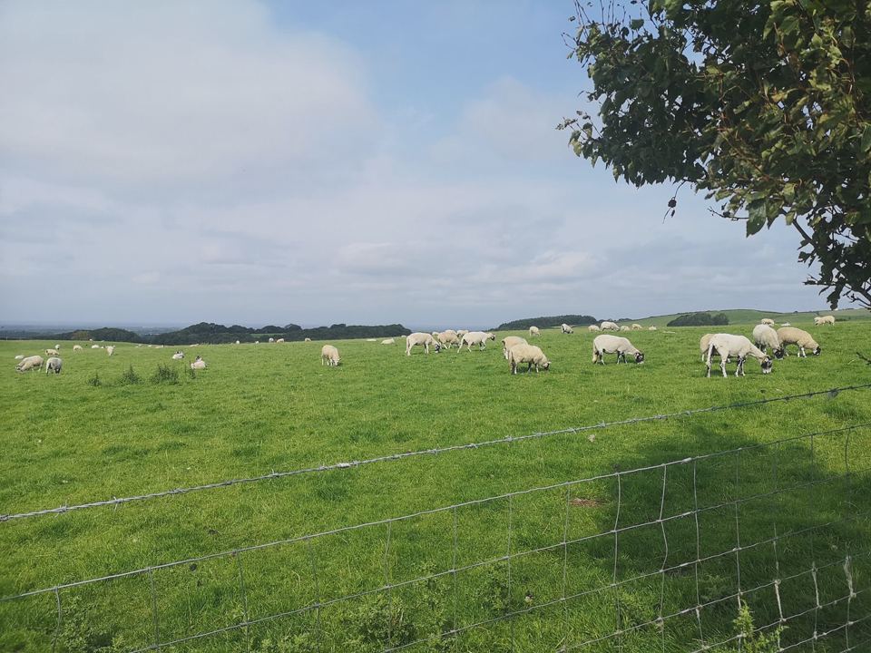 Sheep in the field beyond the site