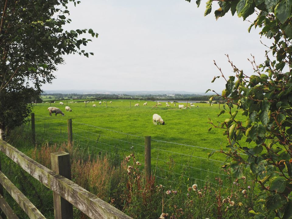 Sheep grazing below the site