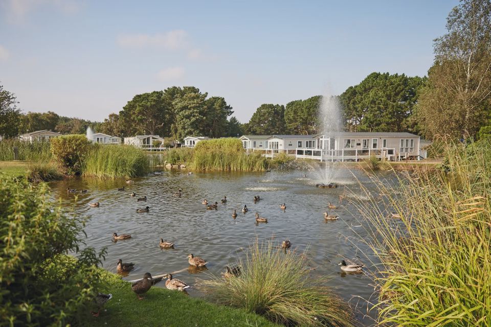 Ducks on the park lake
