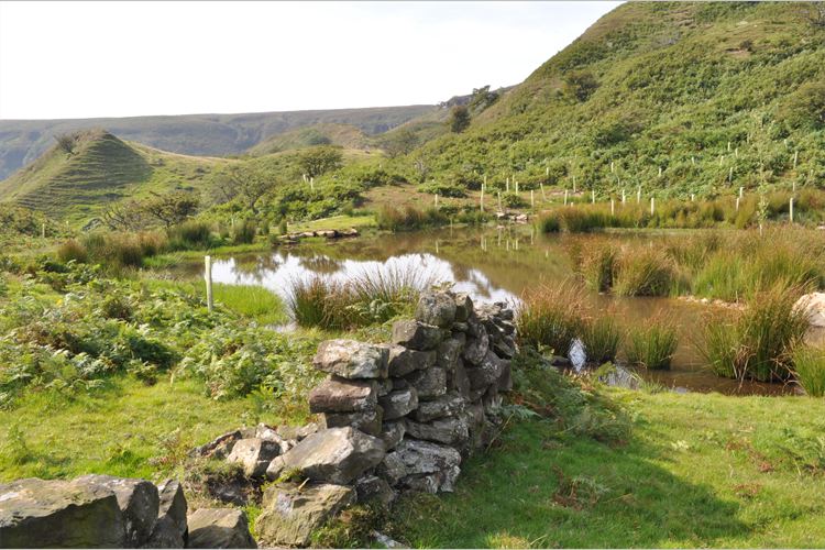 Pond and moor walk