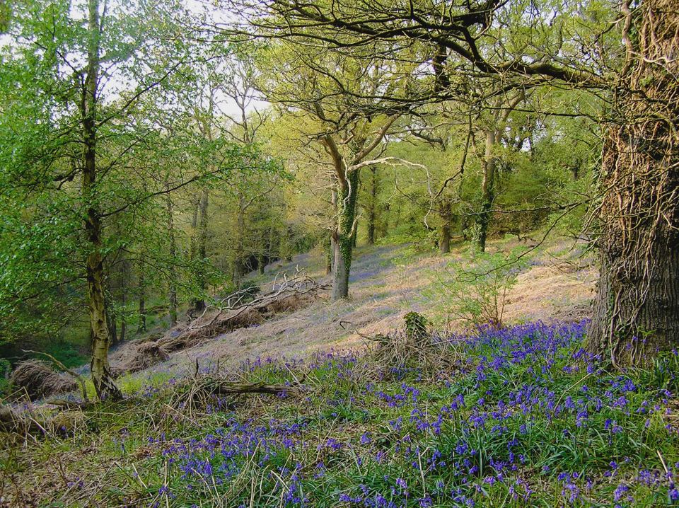 Bluebells in the woods