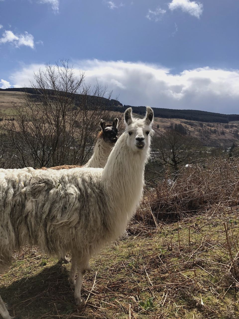 Resident llama