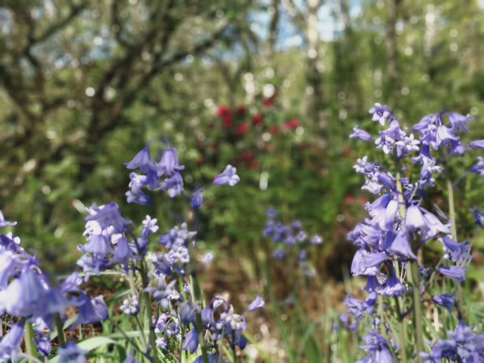 Bluebells in the grounds