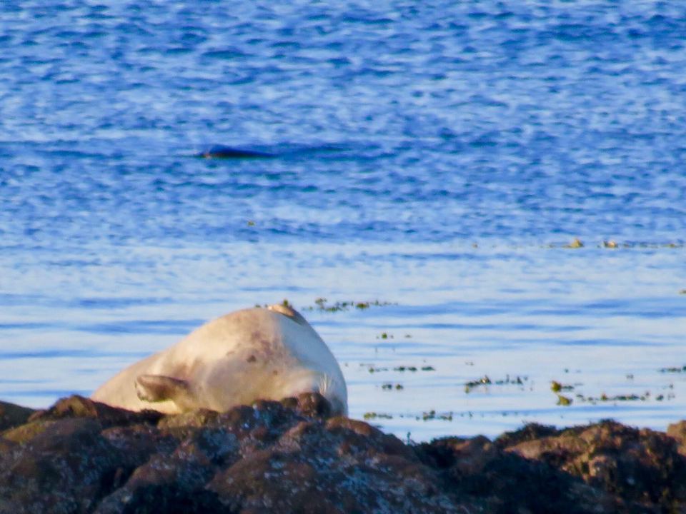 Seal resting on the rocks