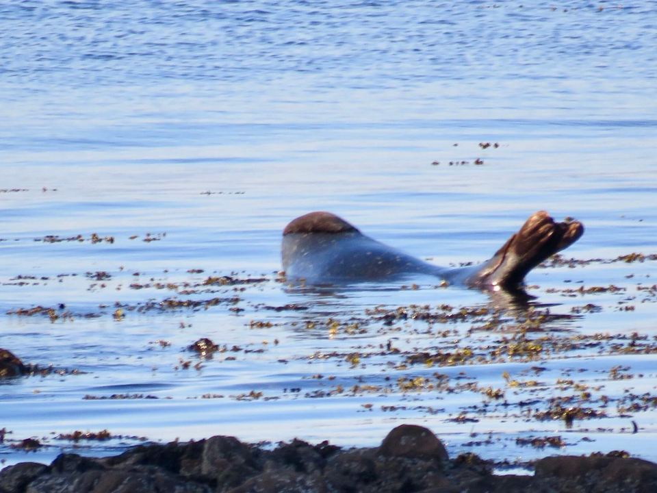 Seal in the water