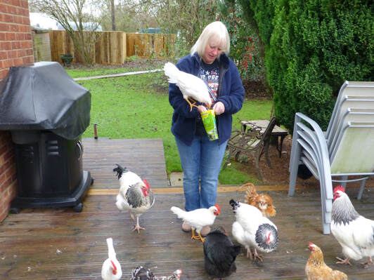 Free-range hens on the deck