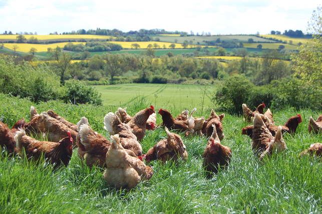 Free-range hens in the field