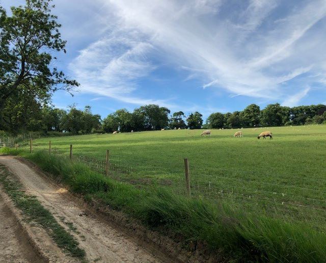 Sheep grazing beside a track