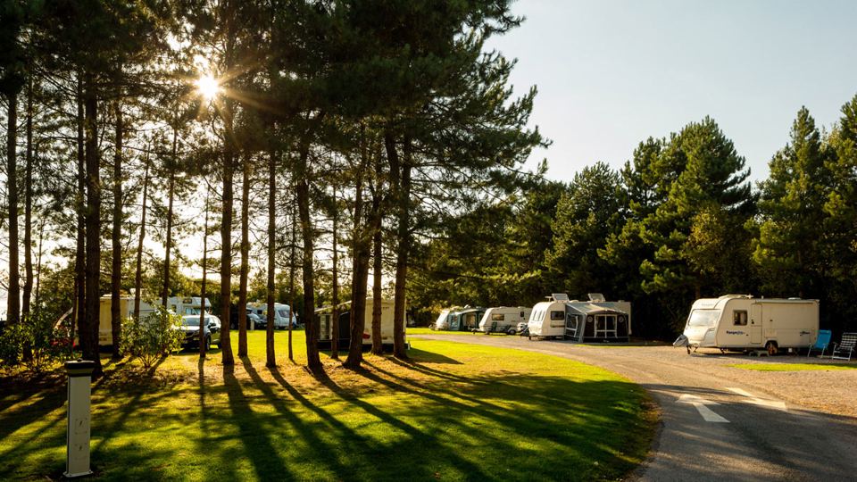 Pitches among pine trees