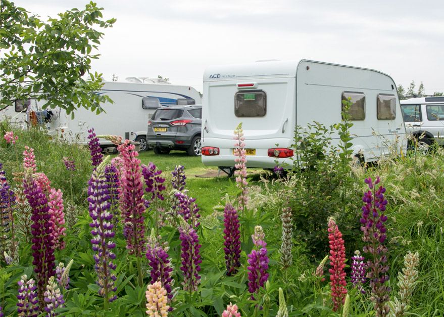 Caravans among lupins