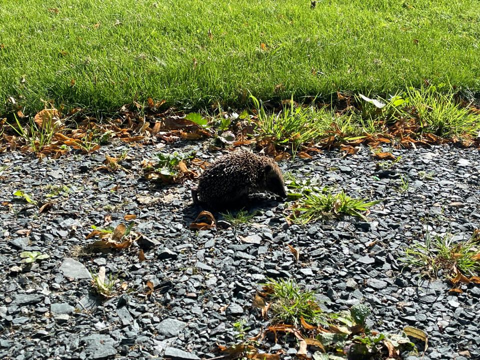 Hedgehog on the gravel