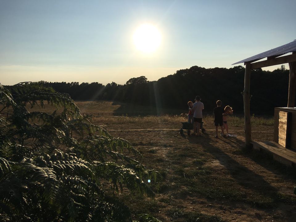 Open field with timber shelter