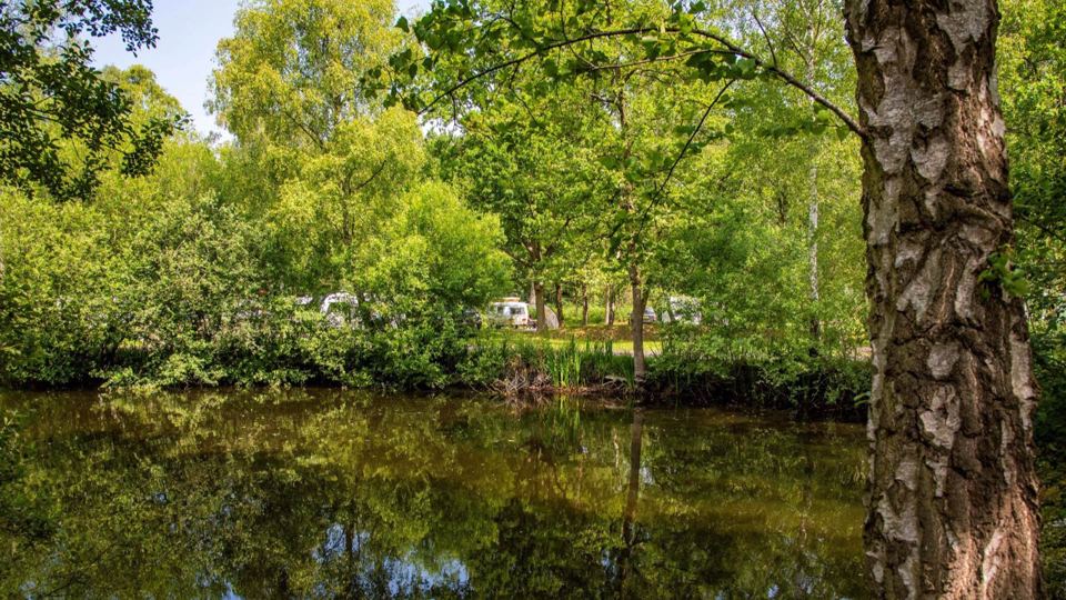Lake among the trees