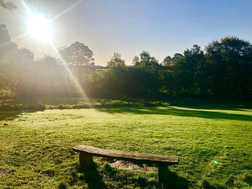 Grass and bench at sunset