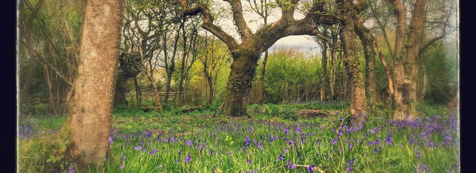 Bluebells in the woods