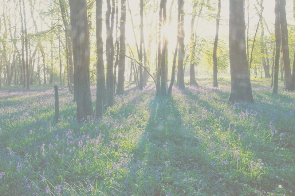 Bluebells in the woods