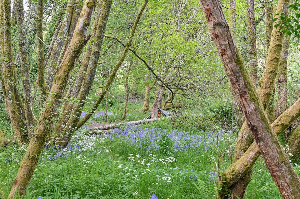Bluebells beneath the trees