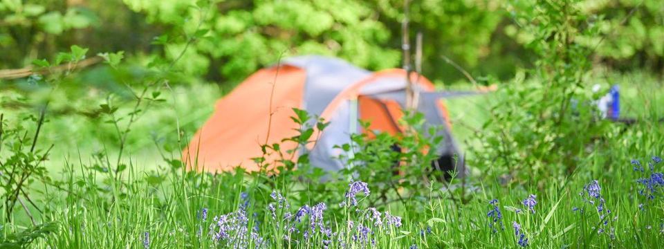 Tents among the flowers