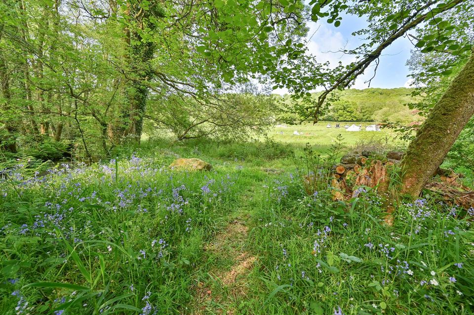 Path through bluebells under the trees