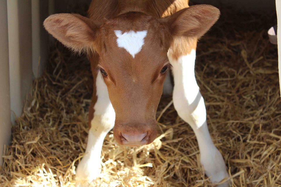 Calf on the farm