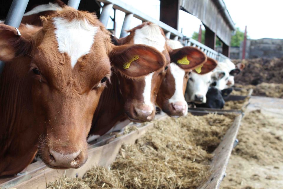 Cattle on the farm