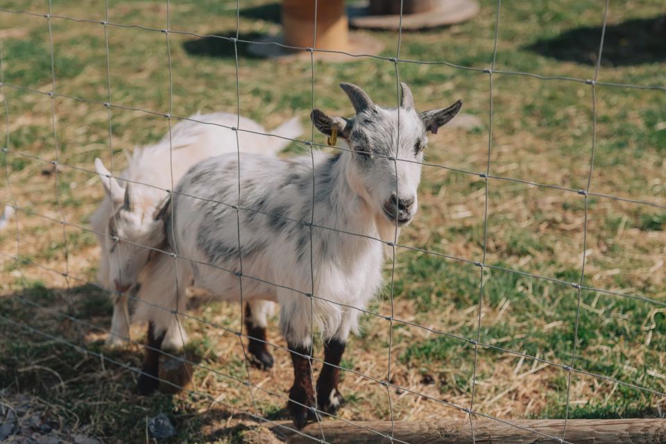 Goats behind the fence