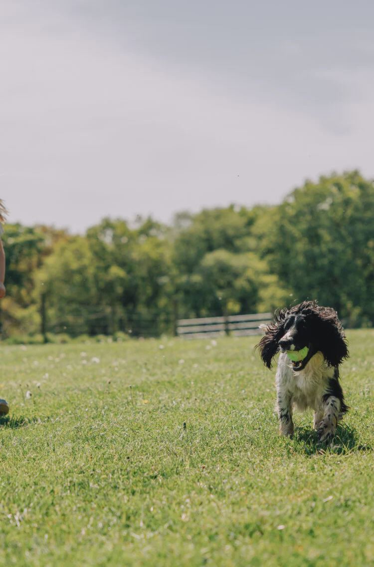 Dog running on the lawn