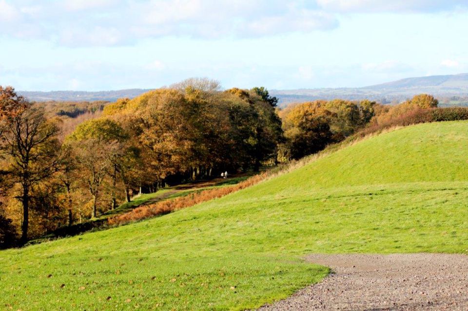Grass slope towards the trees