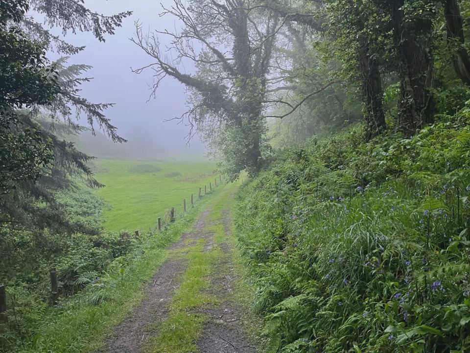 Woodland track in the mist