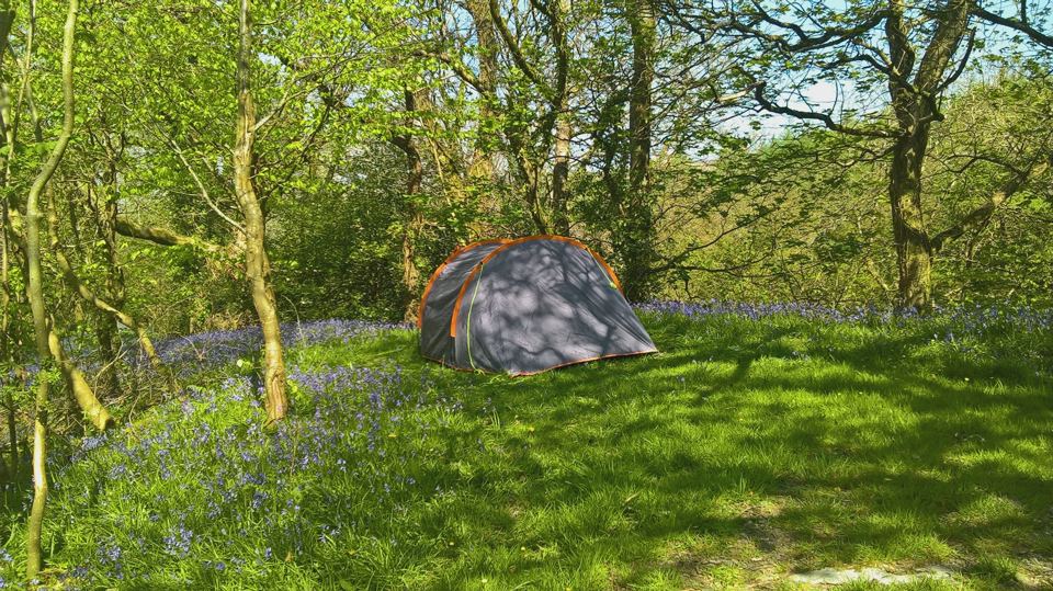 Tent pitched in the bluebells