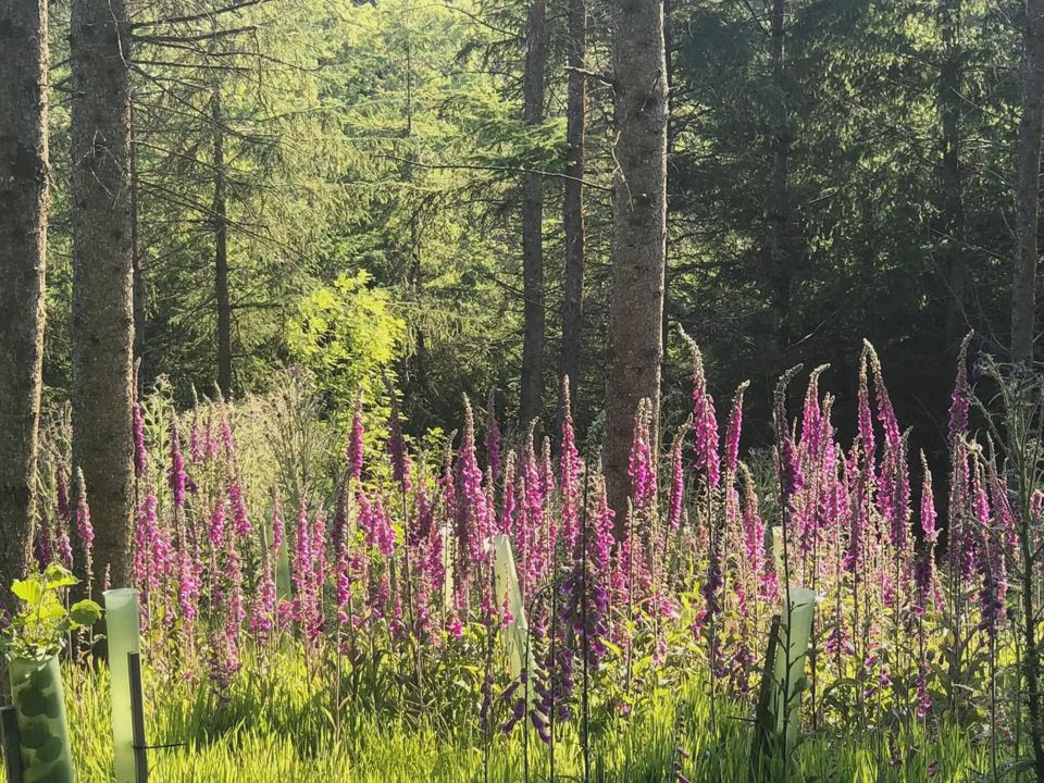 Foxgloves beneath the trees