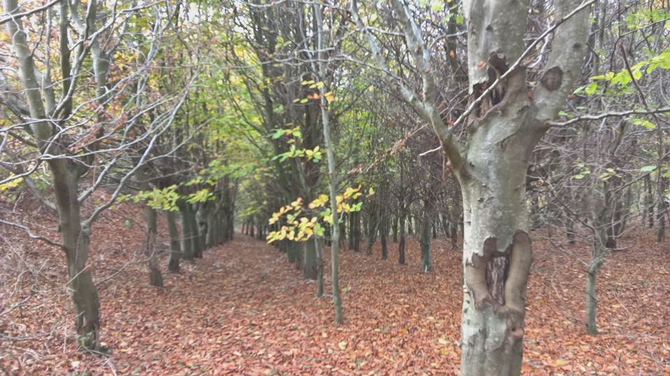 Woodland of bare trees